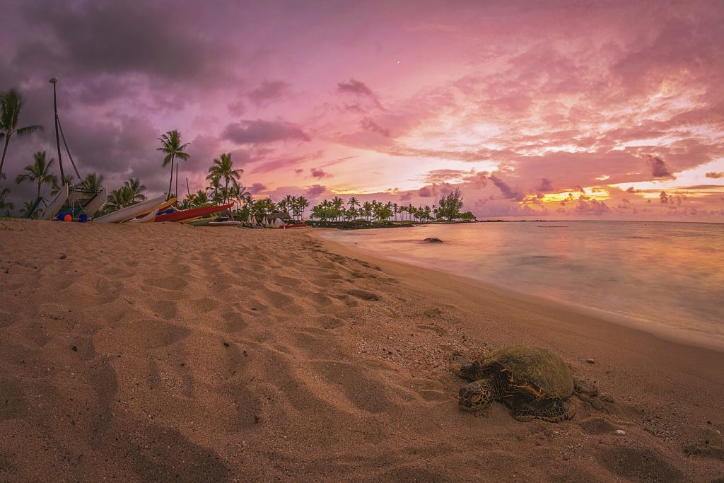 Hawaii beach with turtle
